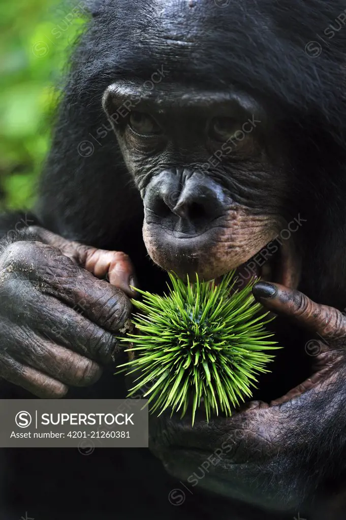 Bonobo (Pan paniscus) trying to eat spiny Caloncoba (Caloncoba welwitschii) fruit, Lola Ya Bonobo Sanctuary, Democratic Republic of the Congo