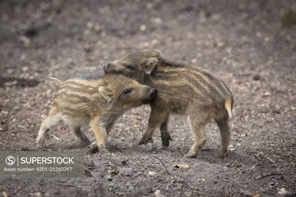 Wild Boar (Sus scrofa) piglets playing, Gelderland, Netherlands