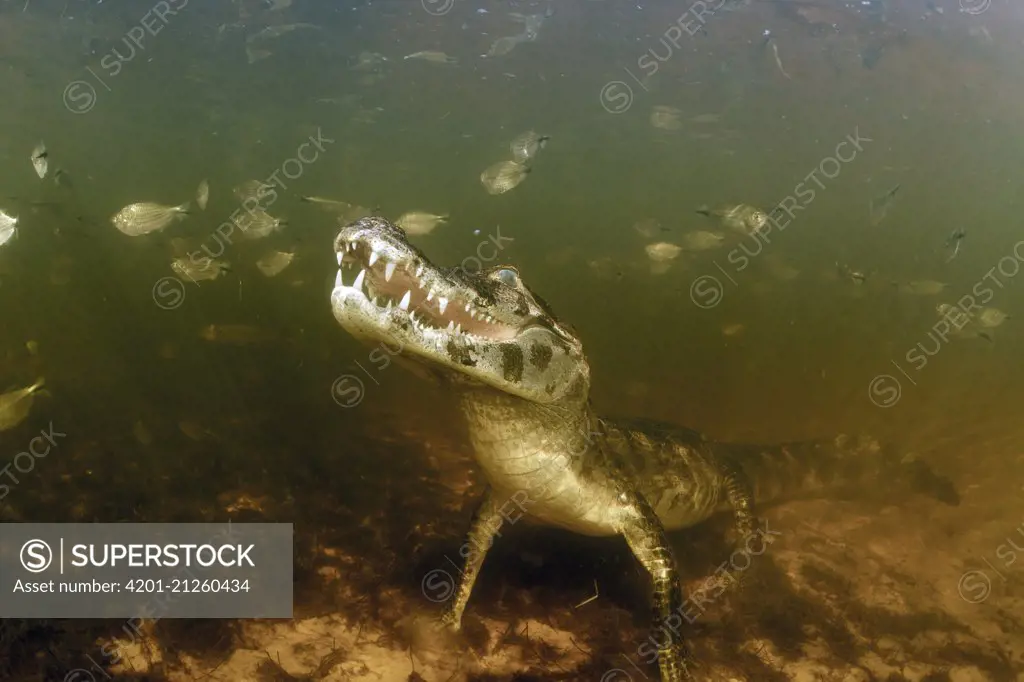 Jacare Caiman (Caiman yacare) fishing, Pantanal, Brazil