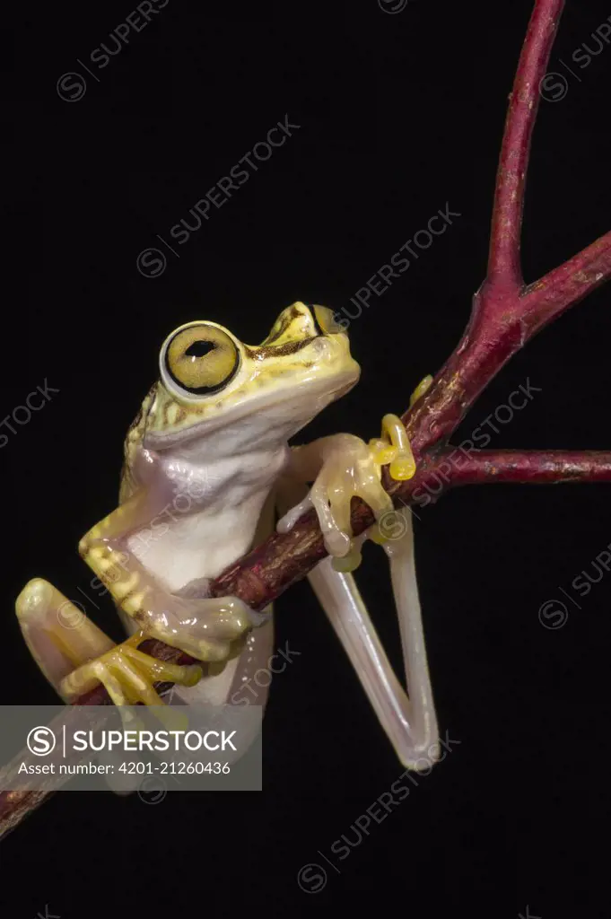 Chachi Tree Frog (Hypsiboas picturatus), native to South America