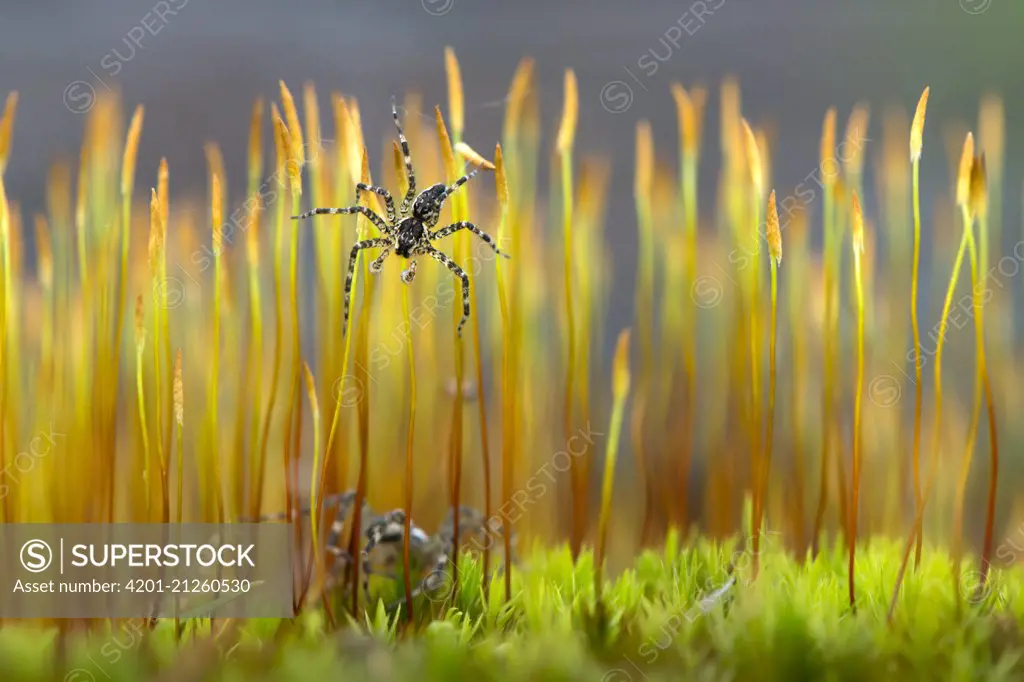 Fishing Spider (Pisauridae) pair on moss, Minnesota