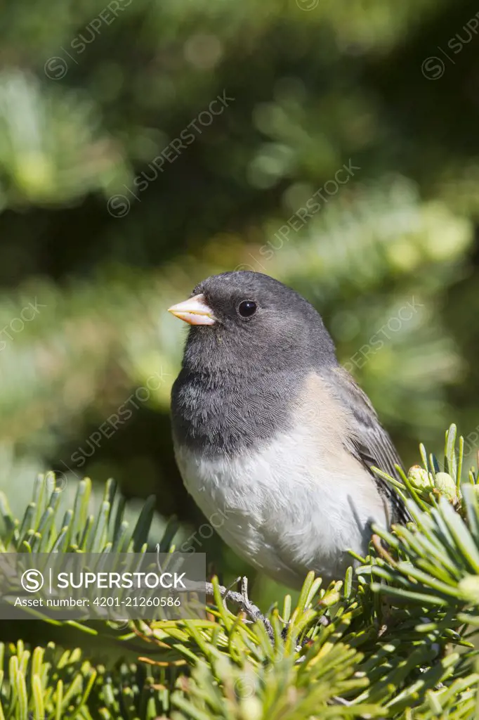 Dark-eyed Junco (Junco hyemalis), North America