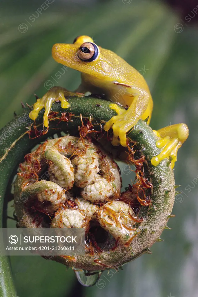 Tree Frog (Hyla sp) balanced on fern fiddlehead, Atlantic Forest, Brazil