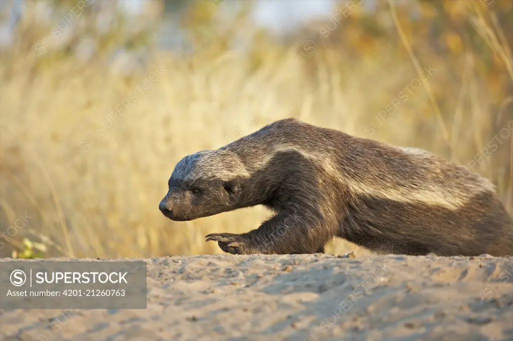 Honey Badger (Mellivora capensis) crawling in sand, Kalahari Game Reserve, Botswana