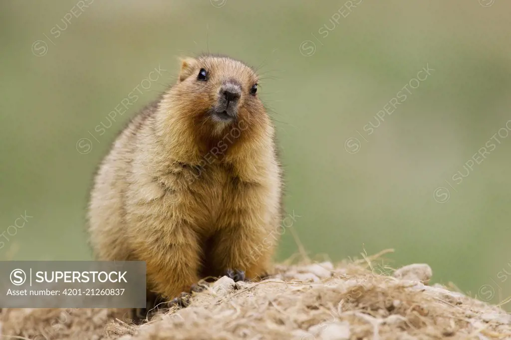 Gray Marmot (Marmota baibacina) kit, Pikertyk, Tien Shan Mountains, eastern Kyrgyzstan