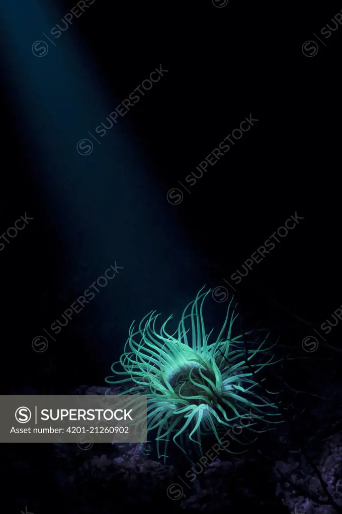 Tube-dwelling Anemone (Cerianthus membranaceus) showing fluorescence under ultraviolet light