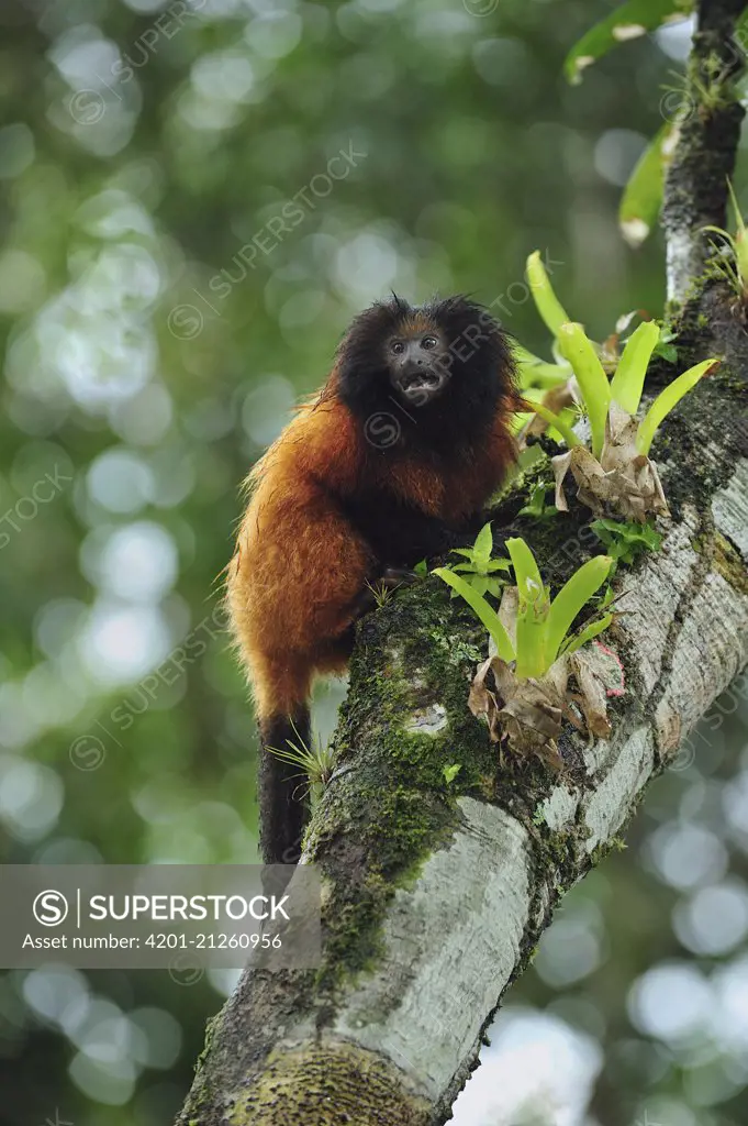 Black-faced Lion Tamarin (Leontopithecus caissara), Superagui National Park, Atlantic Forest, Brazil