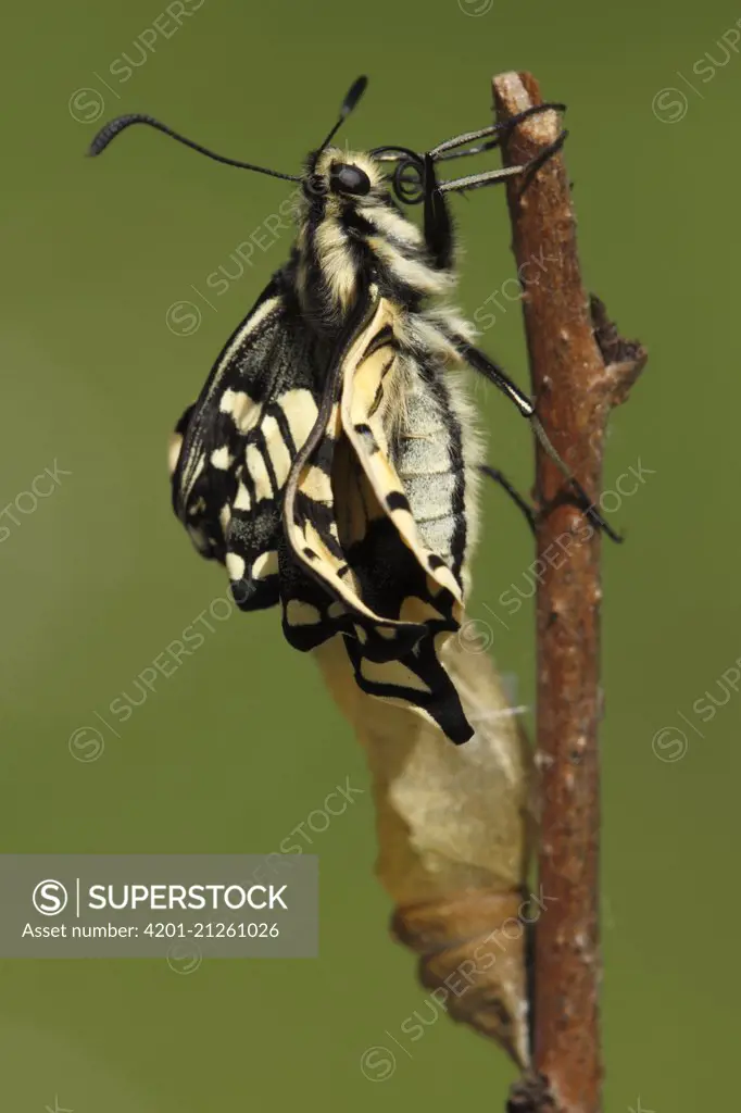 Oldworld Swallowtail (Papilio machaon) butterfly emerging from chrysalis, Netherlands, sequence 7 of 8