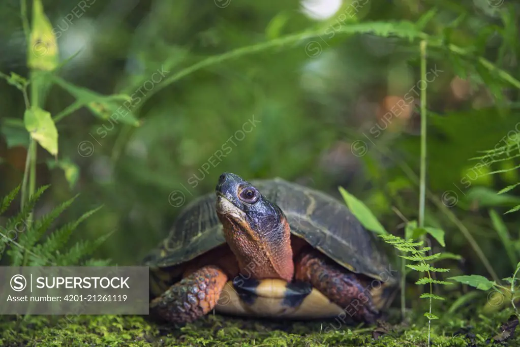 Wood Turtle (Glyptemys insculpta), native to North America