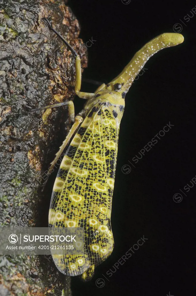 Lantern Fly (Pyrops sidereus), Gunung Mulu National Park, Malaysia