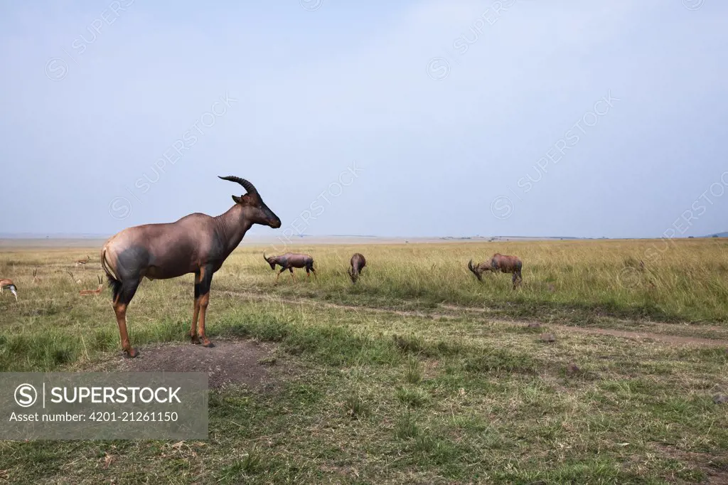 Topi (Damaliscus lunatus) group, Masai Mara, Kenya