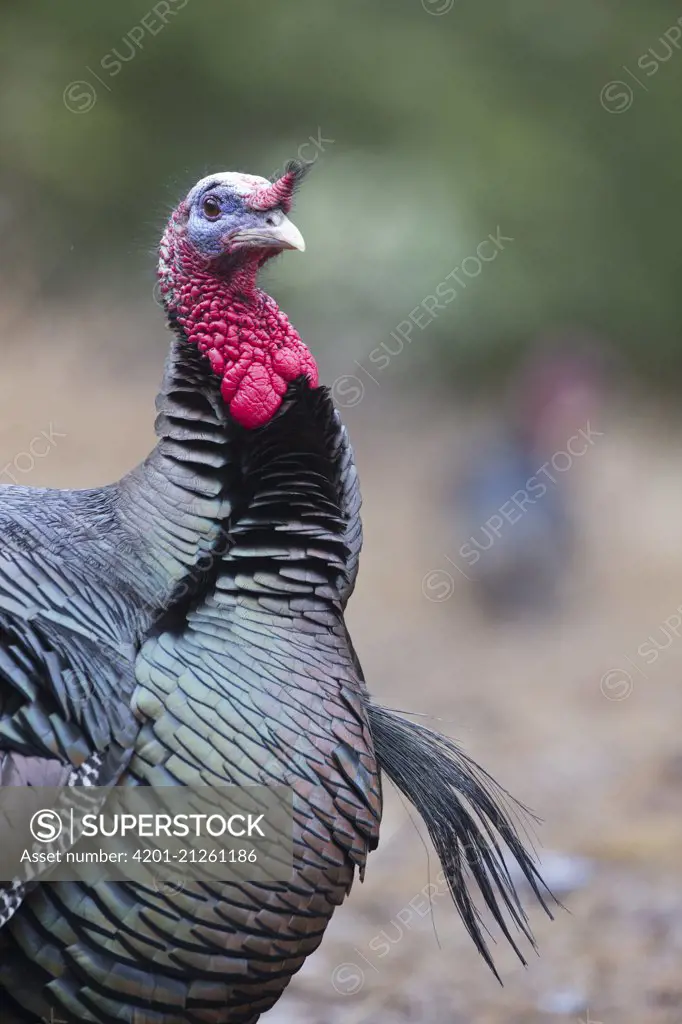 Wild Turkey (Meleagris gallopavo) male showing beard, western Montana