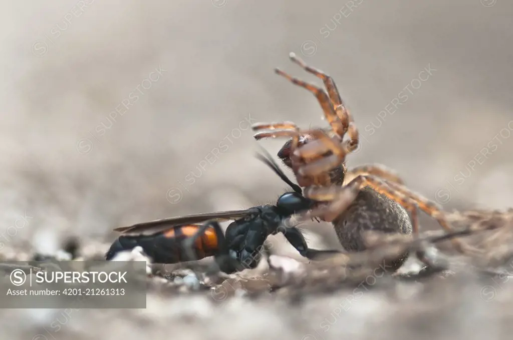 Spider Wasp (Anoplius viaticus) fighting with Wolf Spider (Trochosa terricola), Noord-Holland, Netherlands