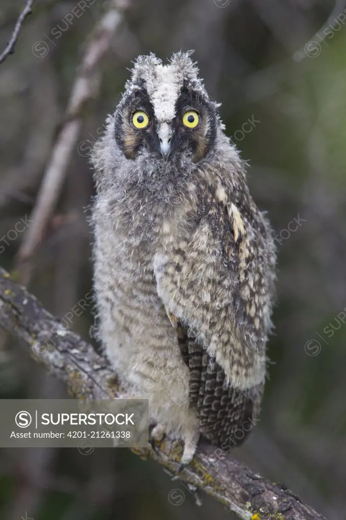 Long-eared Owl (Asio otus) owlet, western Montana