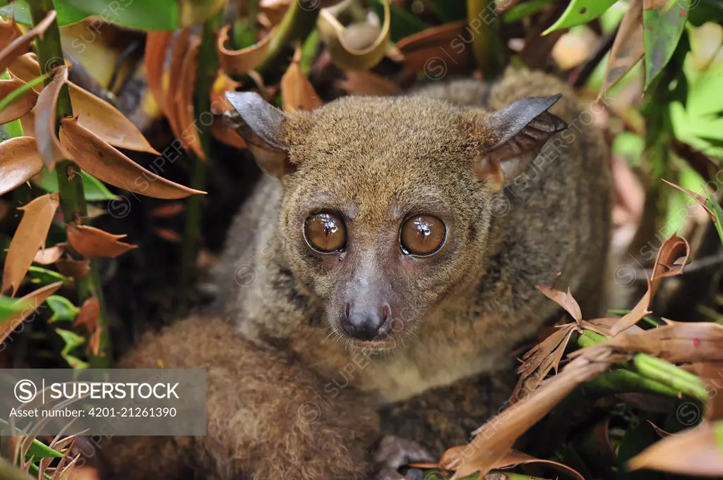 Small-eared Galago (Otolemur garnettii), Zanzibar, Tanzania