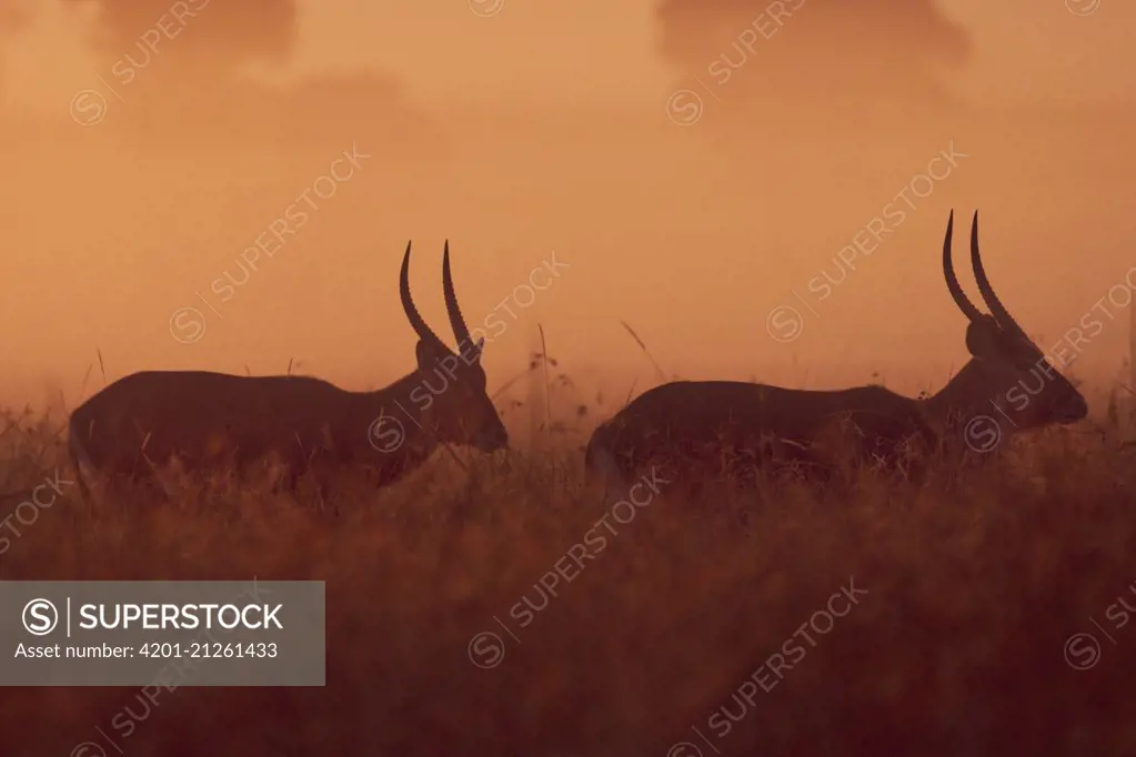 Defassa Waterbuck (Kobus ellipsiprymnus defassa) males at sunrise, Masai Mara, Kenya