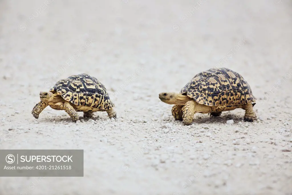 Leopard Tortoise (Geochelone pardalis) male following female, Kgalagadi Transfrontier Park, South Africa