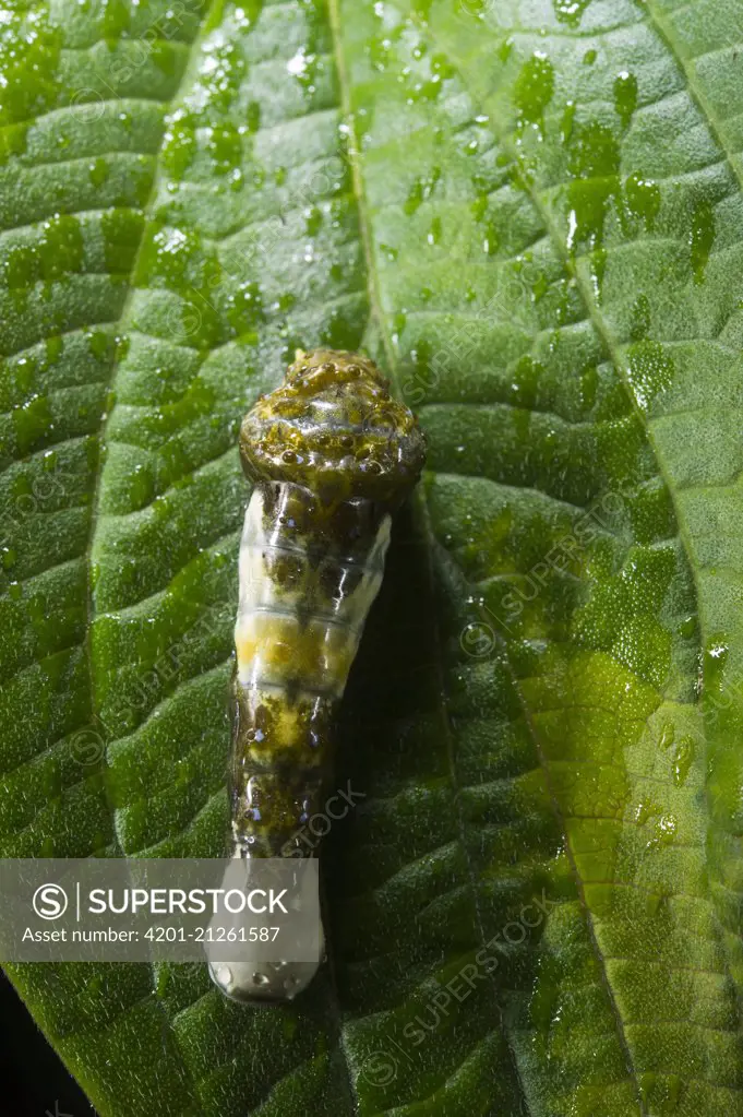 Moth caterpillar mimics bird dropping, Mindo Cloud Forest, Andes, Ecuador