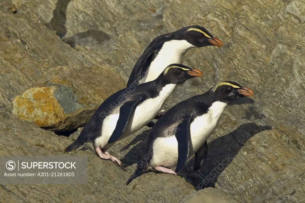 Fiordland Crested Penguin (Eudyptes pachyrhynchus) trio, Haast Pass, New Zealand