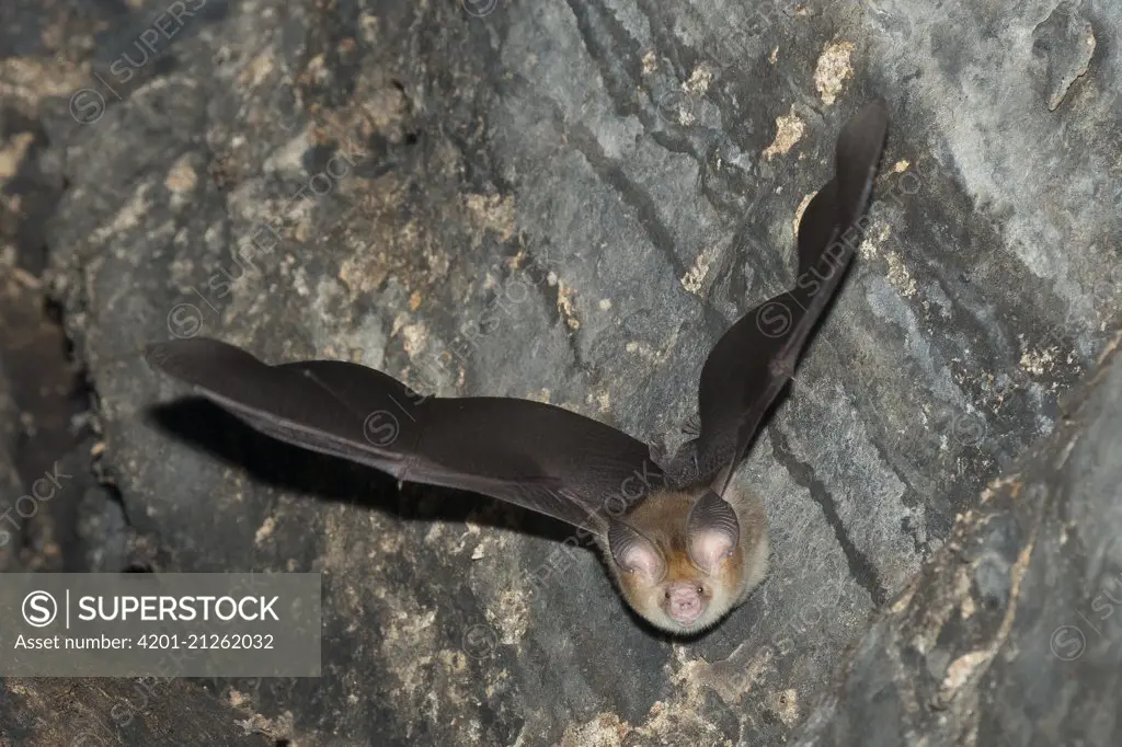 Ashy Roundleaf Bat (Hipposideros cineraceus) flying, Siem Reap, Cambodia