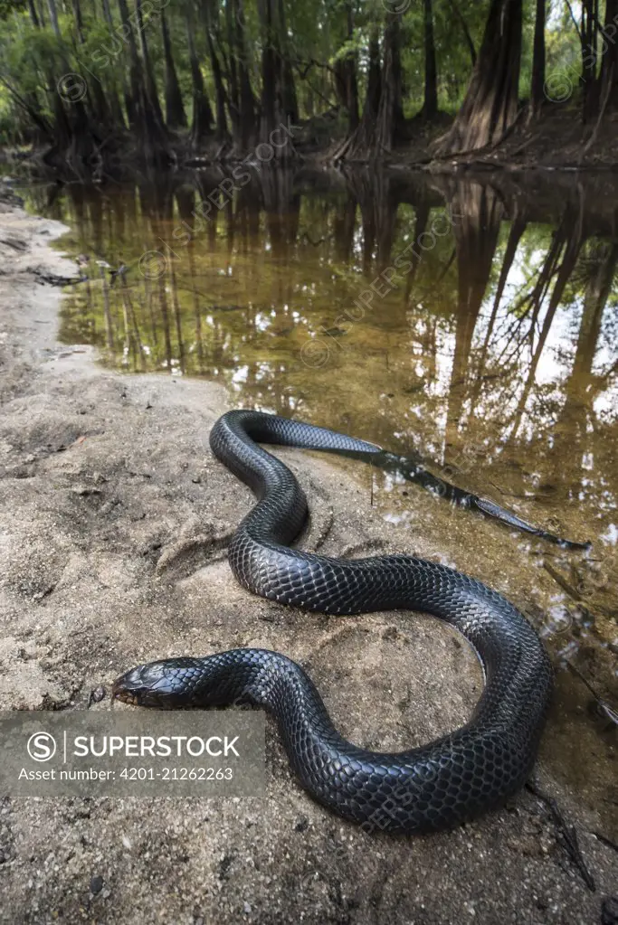 Eastern Indigo Snake (Drymarchon corais couperi) basking on shore, Orianne Indigo Snake Preserve, Georgia