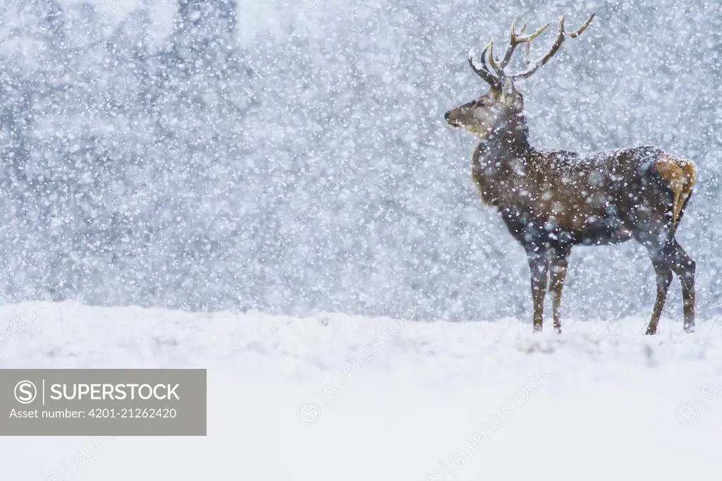 Red Deer (Cervus elaphus) stag in snowfall, Derbyshire, England, United Kingdom