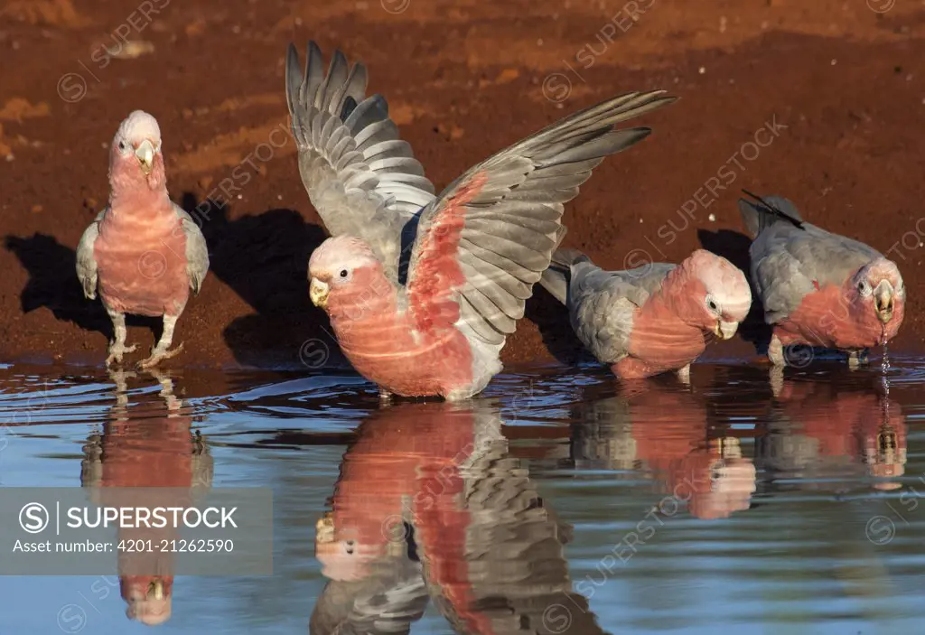 Galah (Eolophus roseicapilla) group drinking at waterhole, Pilbara, Western Australia, Australia