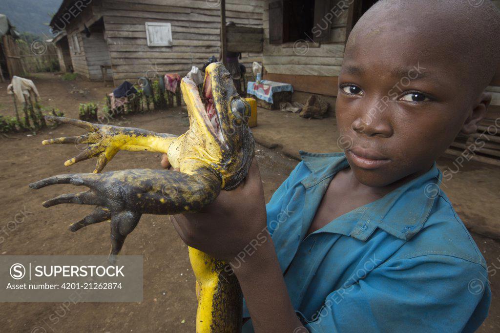 Stock photo of Man casting net to catch Goliath frog (Conraua goliath)  Sanaga, Cameroon…. Available for sale on