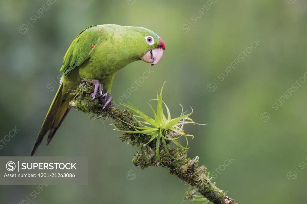 Finsch's Parakeet (Aratinga finschi), Arenal Volcano, Costa Rica