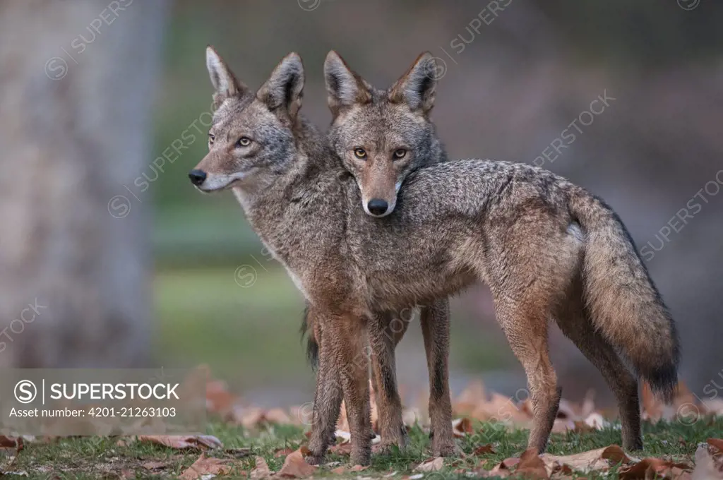 Coyote (Canis latrans) pair, Griffith Park, Los Angeles, California