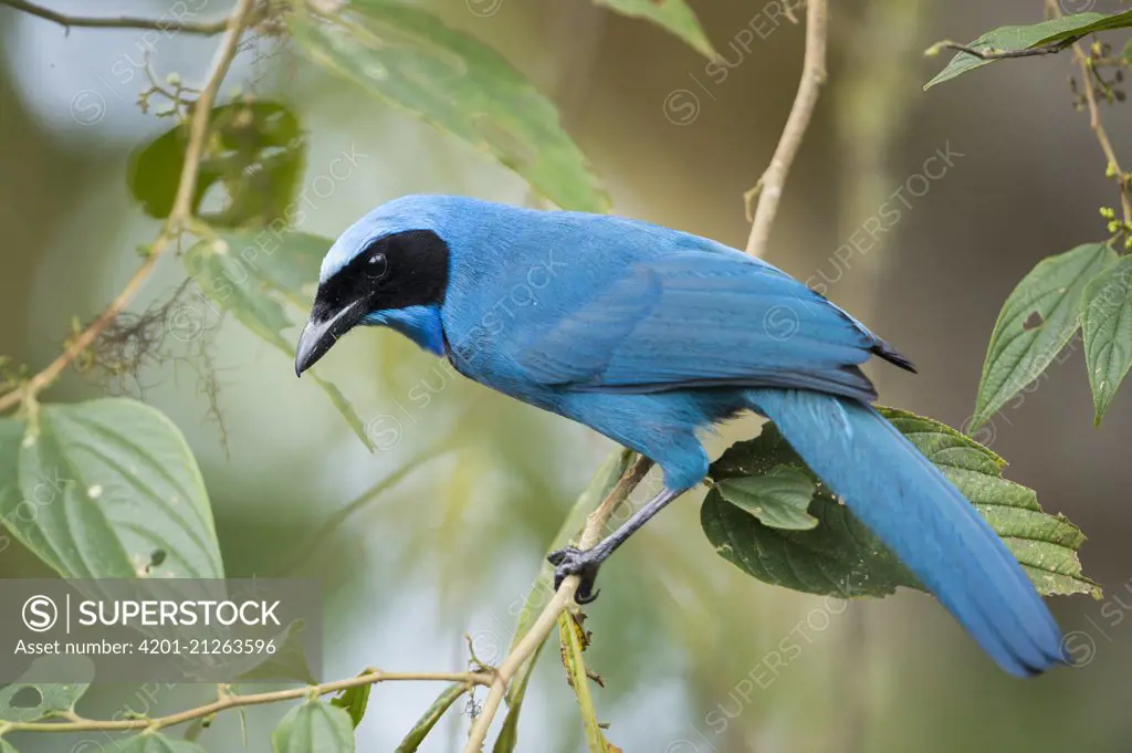 Turquoise Jay (Cyanolyca turcosa), Bellavista Cloud Forest Reserve, Tandayapa Valley, Andes, Ecuador