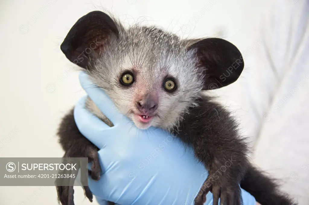 Aye-aye (Daubentonia madagascariensis) three month old baby, Duke Lemur Center, North Carolina