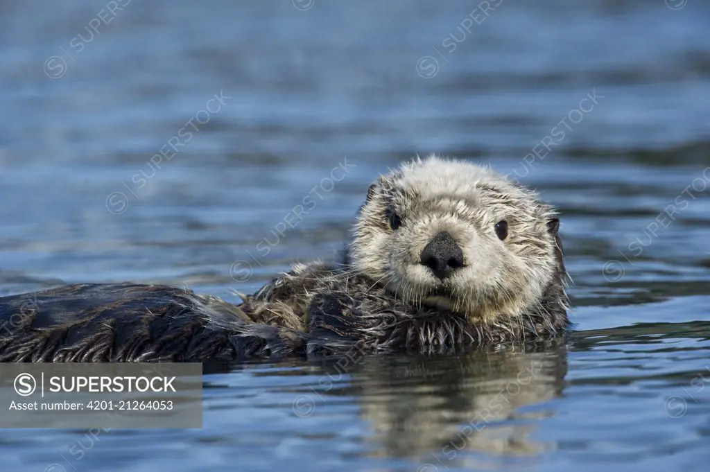 Sea Otter (Enhydra lutris), Alaska