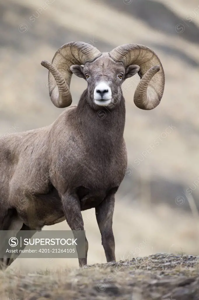 Bighorn Sheep (Ovis canadensis) ram, western Montana