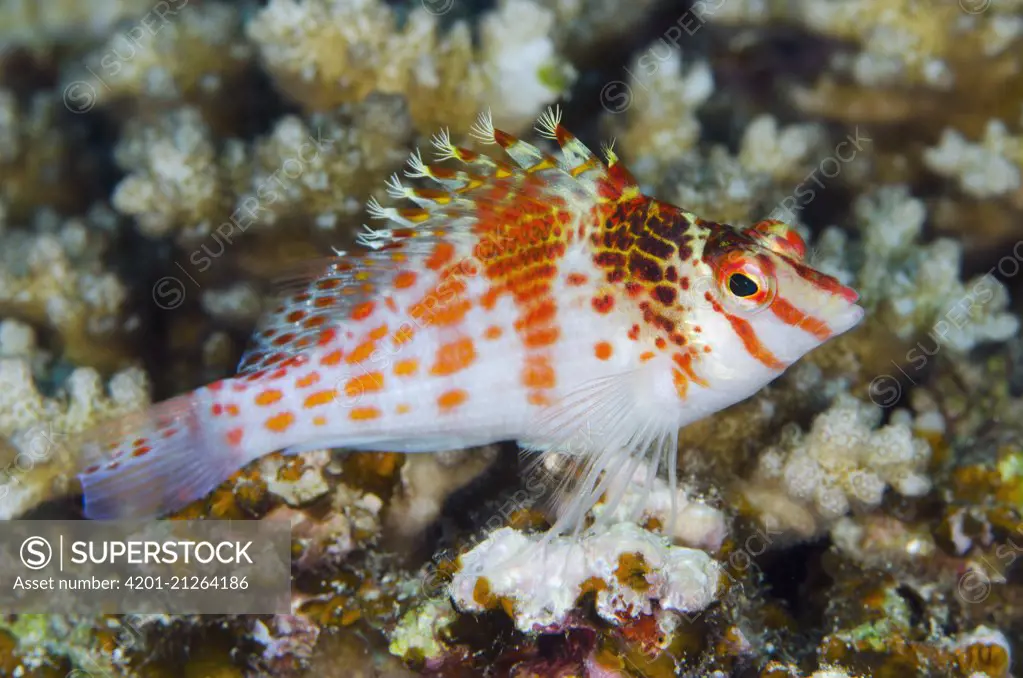 Dwarf Hawkfish (Cirrhitichthys falco), Rainbow Reef, Fiji