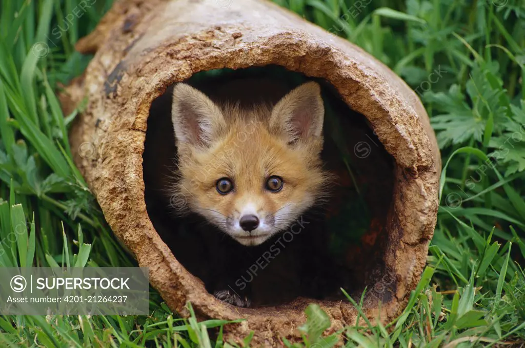 Red Fox (Vulpes vulpes) kit in log, Aspen Valley, Ontario, Canada