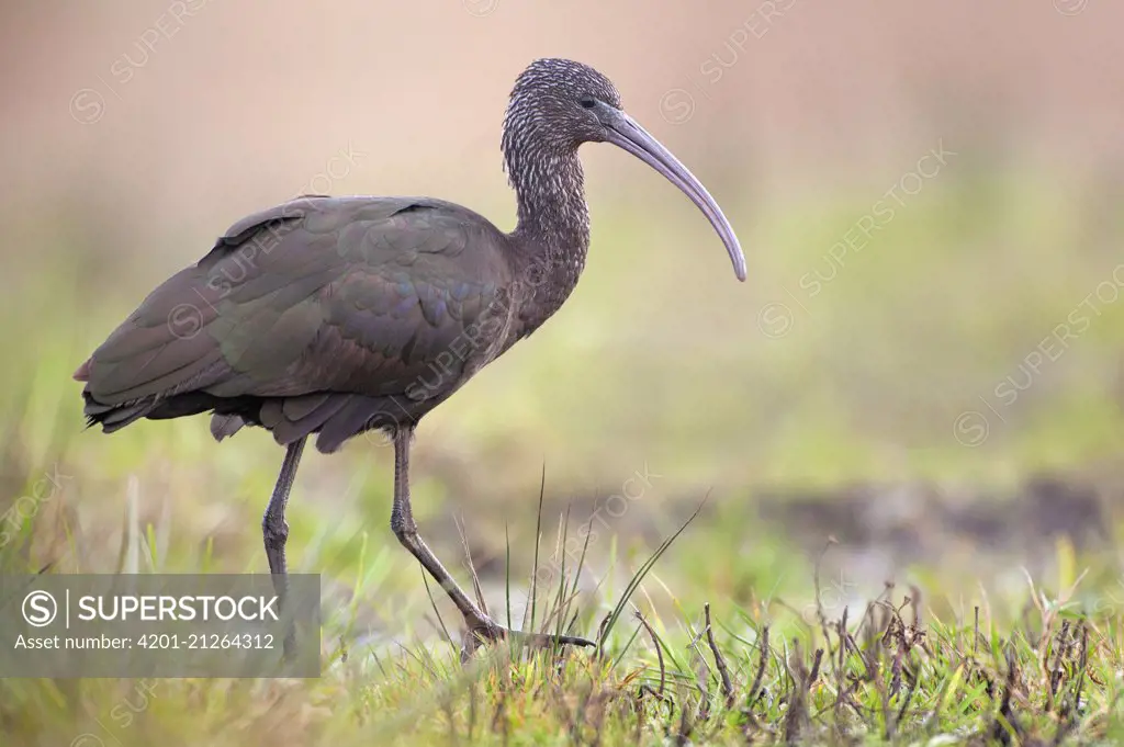 Glossy Ibis (Plegadis falcinellus), Friesland, Netherlands