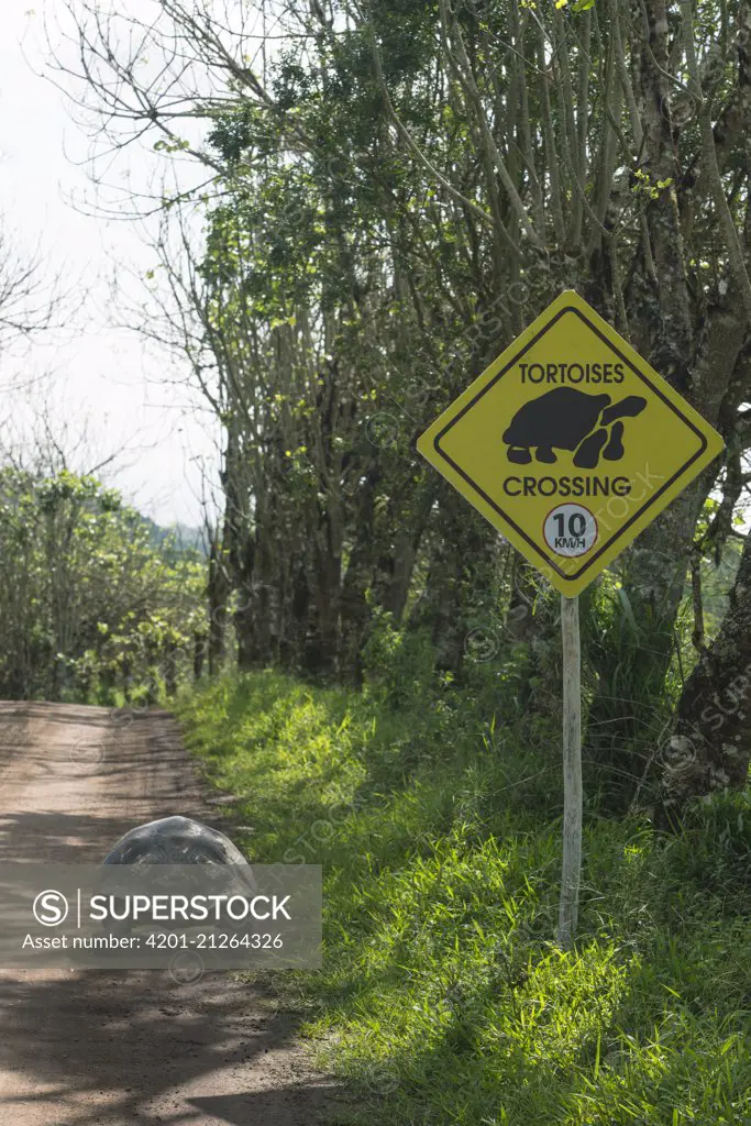 Galapagos Giant Tortoise (Chelonoidis nigra) on road near crossing sign, Santa Cruz Island, Galapagos Islands, Ecuador