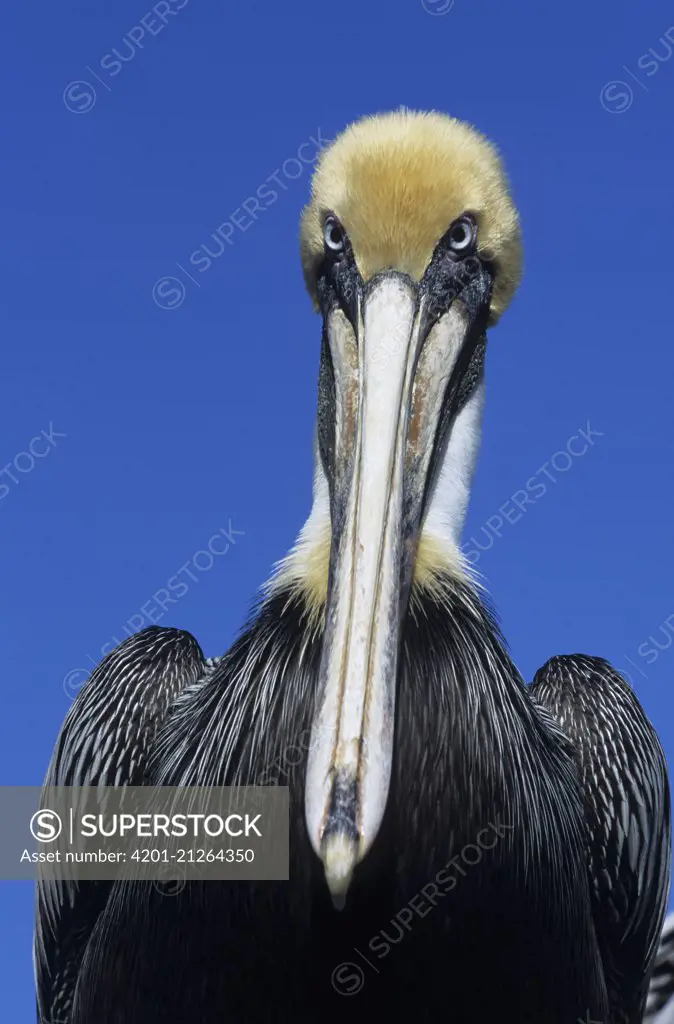 Brown Pelican (Pelecanus occidentalis), Florida