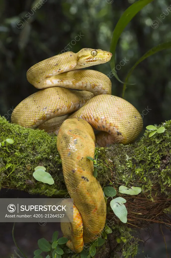 Common Tree Boa (Corallus hortulanus) yellow morph in defensive posture, native to South America