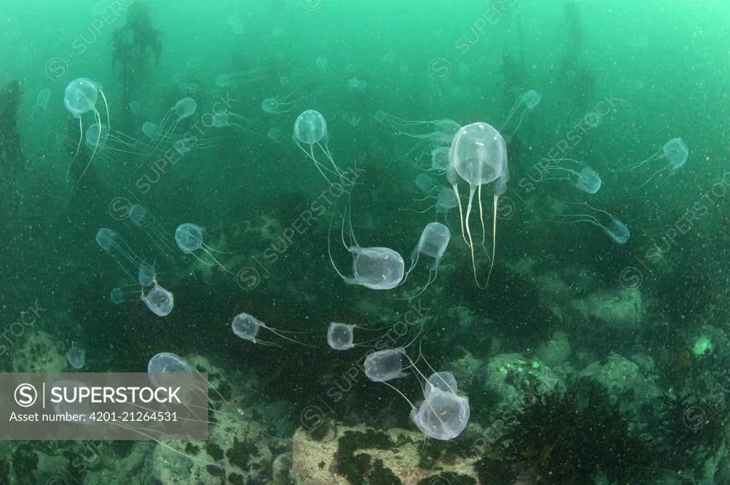 Jellyfish (Alatina alata) group, False Bay, South Africa