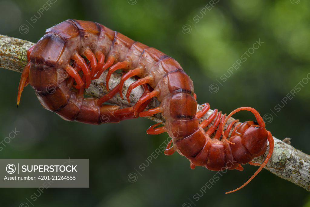 Centipede Scolopendra Sp Malaysia Superstock