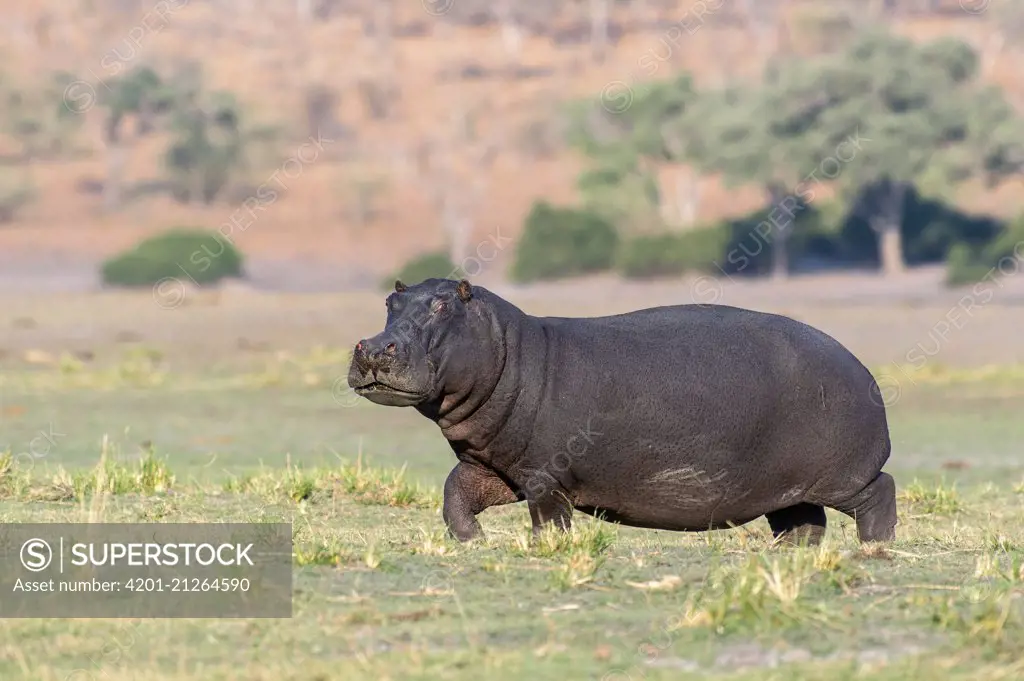 Hippopotamus (Hippopotamus amphibius) female, Chobe National Park, Botswana