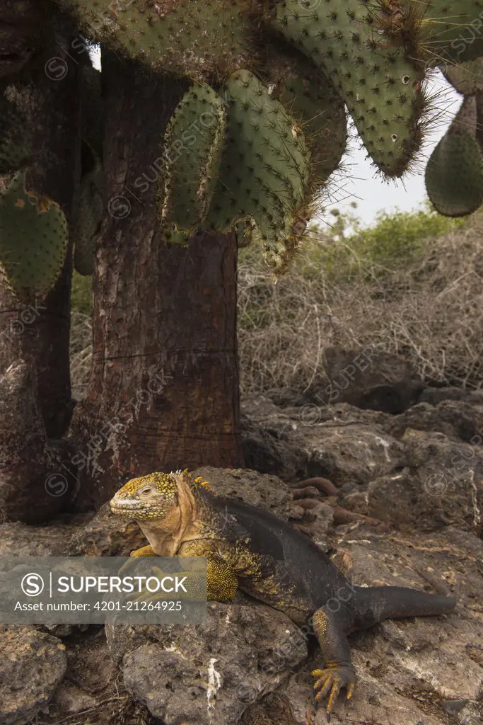 Galapagos Land Iguana (Conolophus subcristatus), South Plaza Island, Galapagos Islands, Ecuador