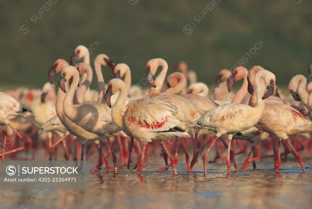 Lesser Flamingo (Phoenicopterus minor) group parading in a mass courtship dance, Lake Bogoria, Kenya