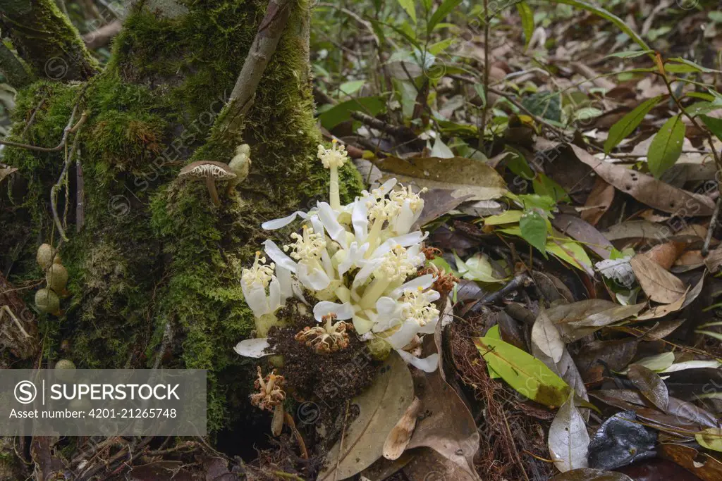 Durian Kura Kura (Durio testudinarum) fruit flowering, Kasai, Sarawak, Borneo, Malaysia