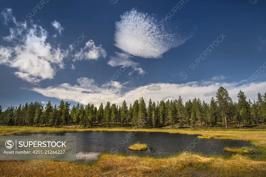 Small lake in taiga, Sweden