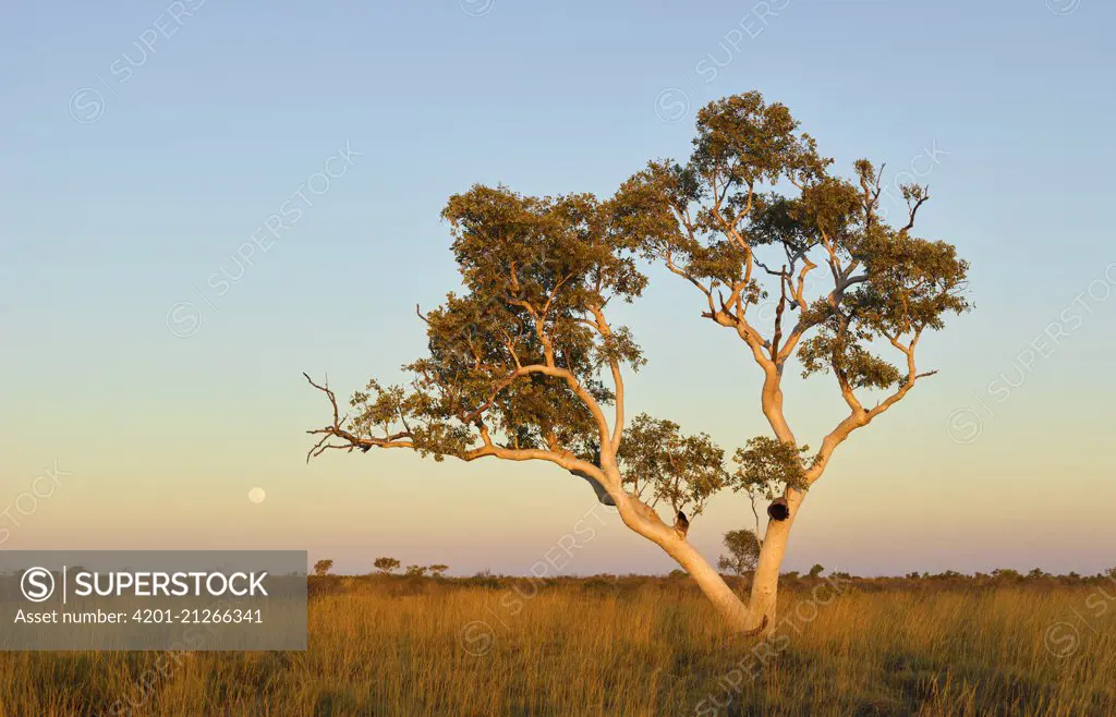 Snappy Gum (Eucalyptus racemosa) tree at sunset, Millstream-Chichester National Park, Australia