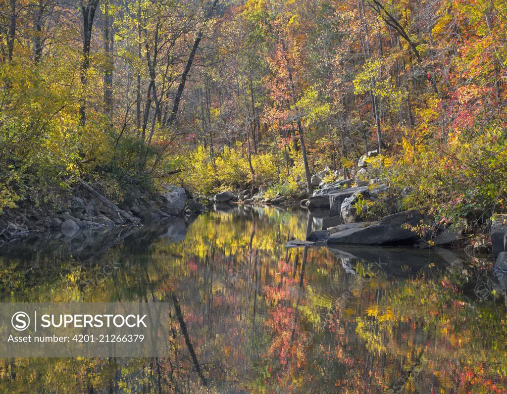 Oak (Quercus sp) and Hickory (Carya sp) forest along creek in autumn, Ozark-Saint Francis National Forest, Arkansas