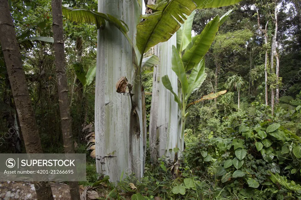 Banana (Musa ingens) trees, Arfak Mountains, West Papua, Indonesia